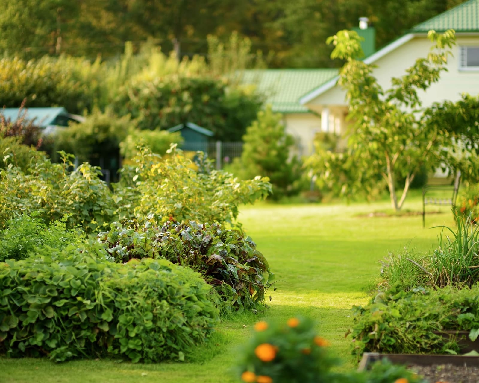 Jardin verdoyant avec pelouse, arbustes et massifs fleuris devant une maison